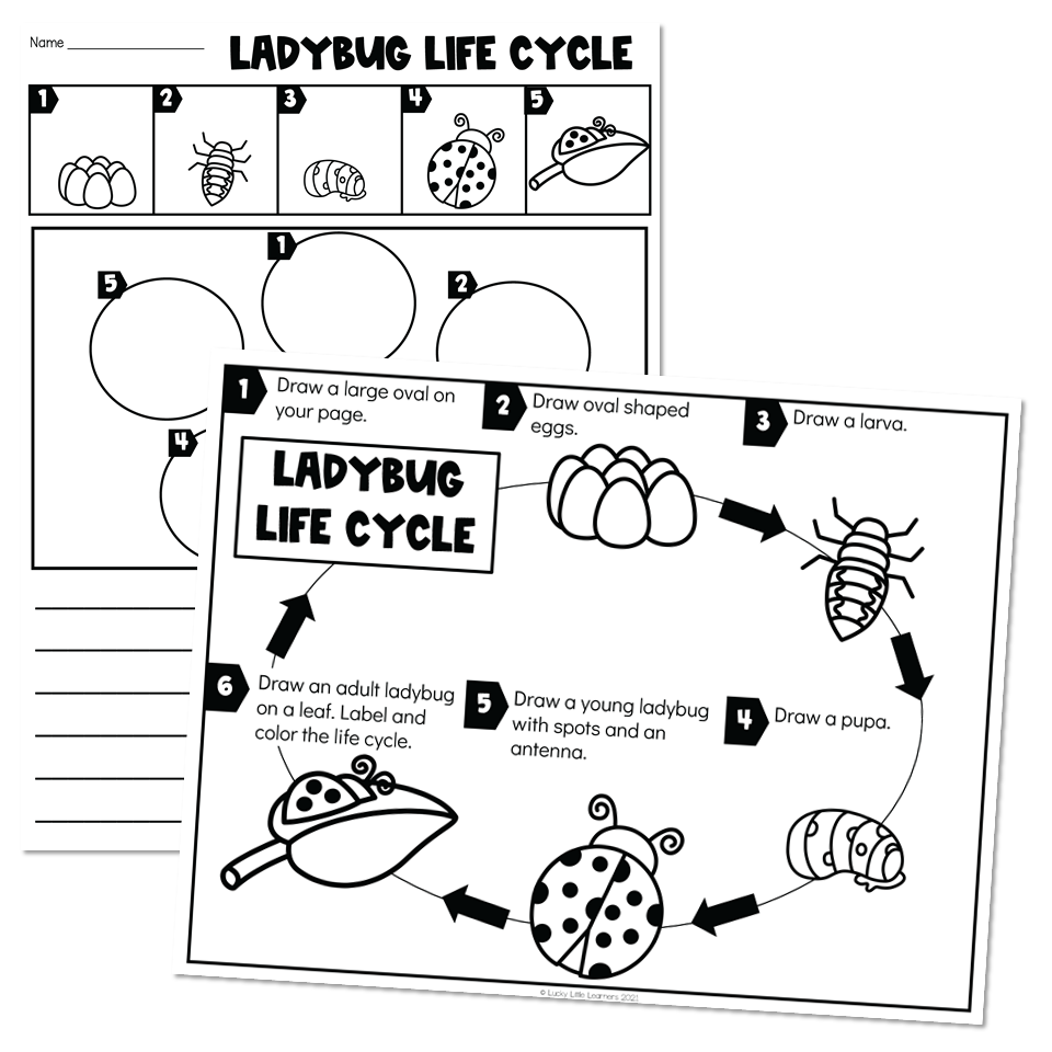 Life cycles