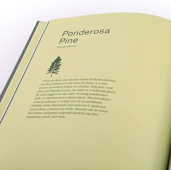 Drawing trees trace thirty different trees and their leaves branches and seeds guided drawing mindfulness exercises nature education koransky leah books