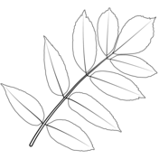 Leaves coloring pages free printable pictures