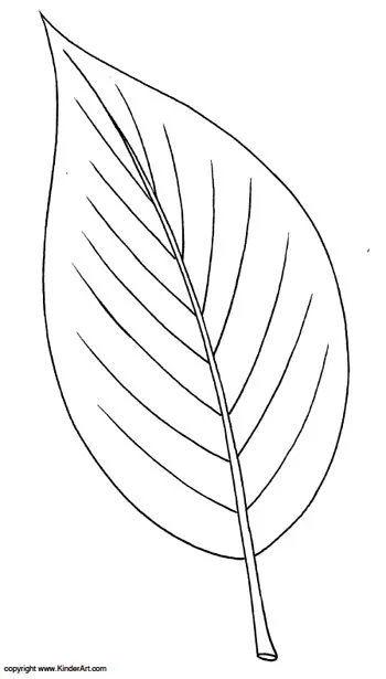 Ash leaf coloring page
