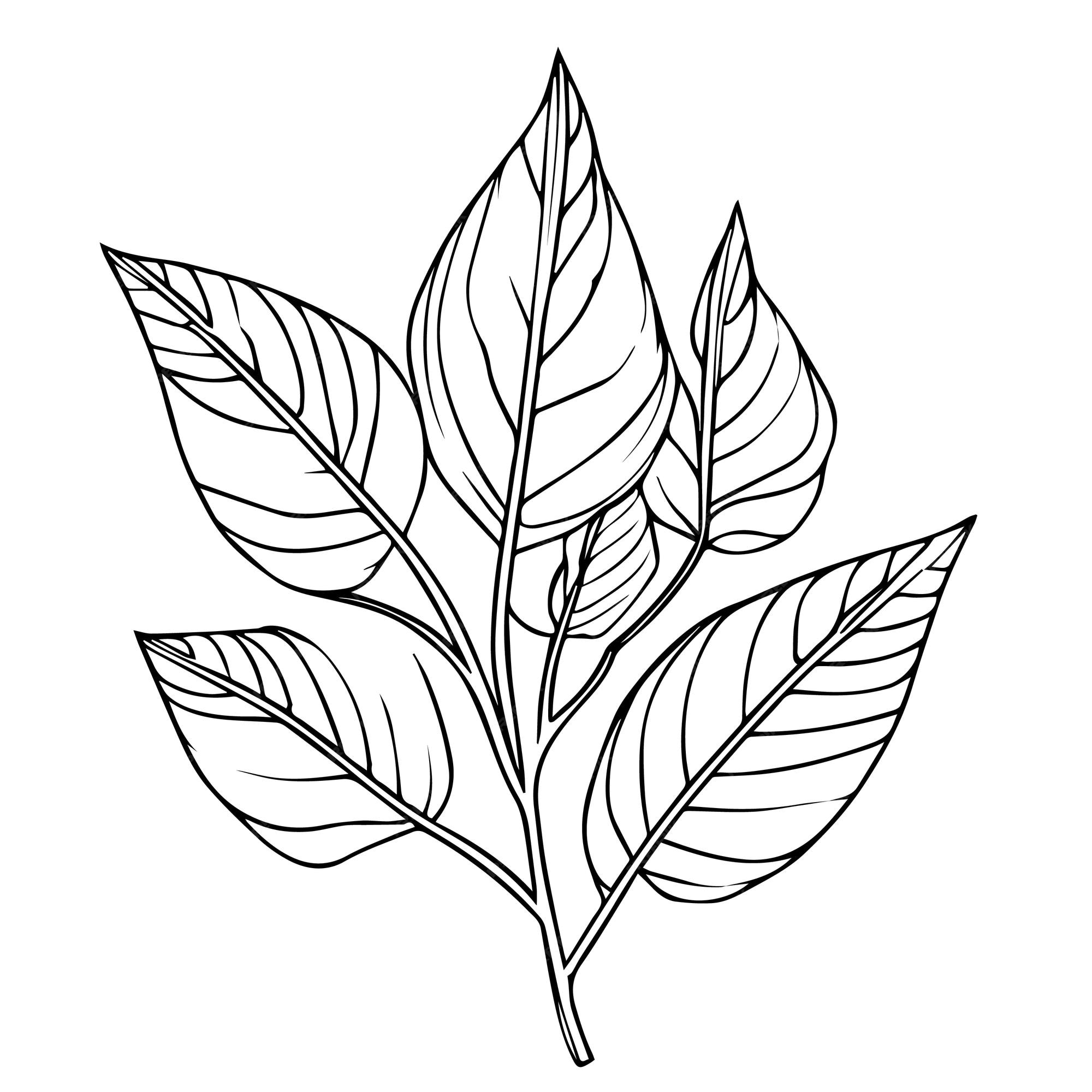 Premium vector leaf coloring page and books monochrome vector sketch botanical leaf sketch botanical vector