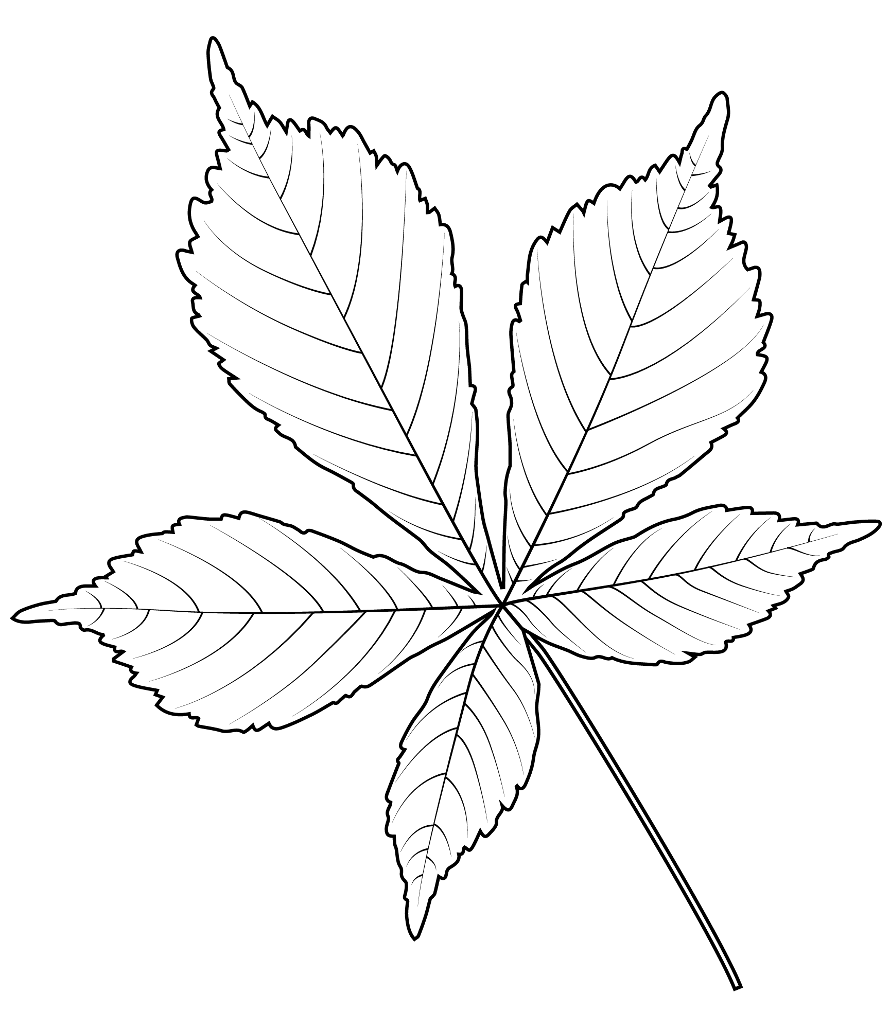 Drawing of a leaf with five angles coloring page