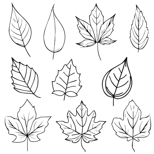 Premium vector set of autumn leaf coloring sheet autumn falling leaf line drawings hand drawing leaves line art