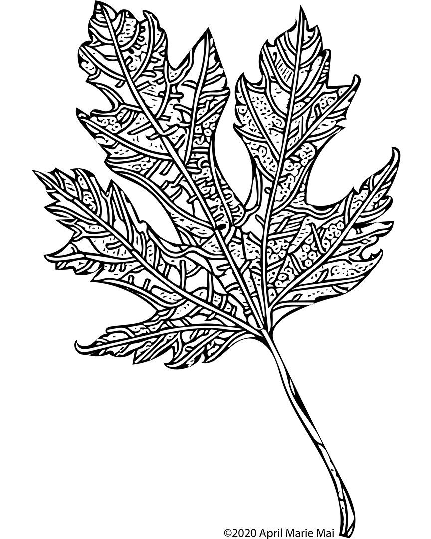 Silver maple leaf coloring page