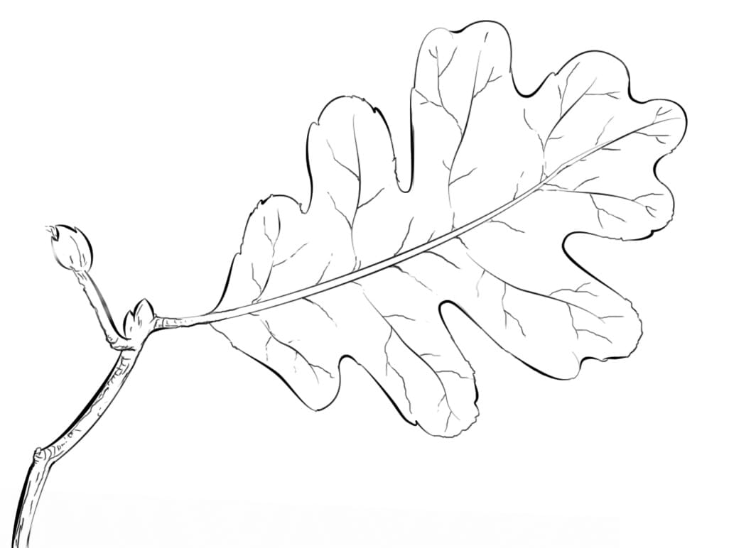 Drawing of oak leaf coloring page