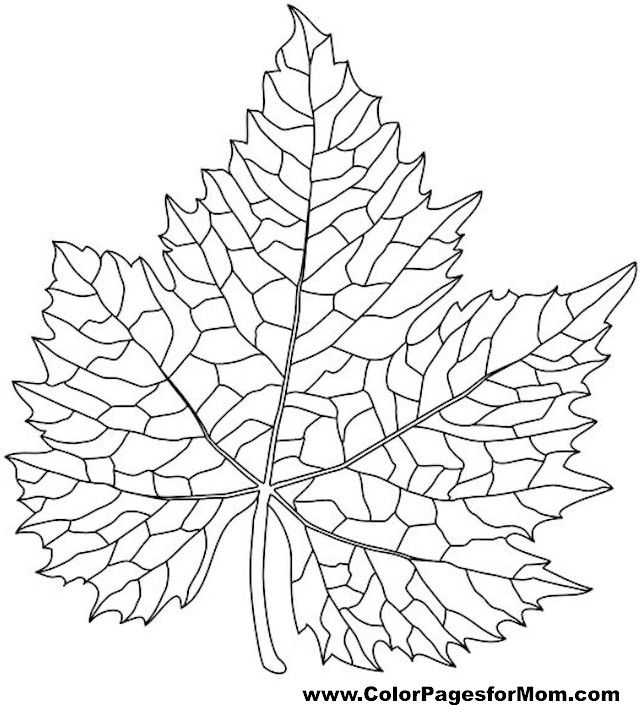 Advanced coloring pages leaves fall coloring pages coloring pages leaf coloring