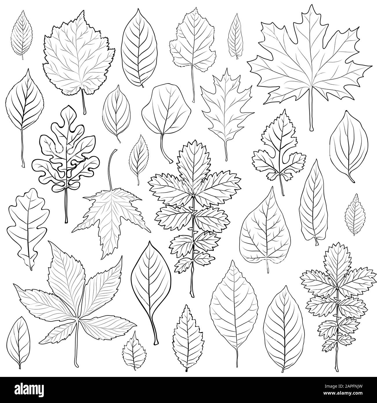 Leaf coloring pages hi