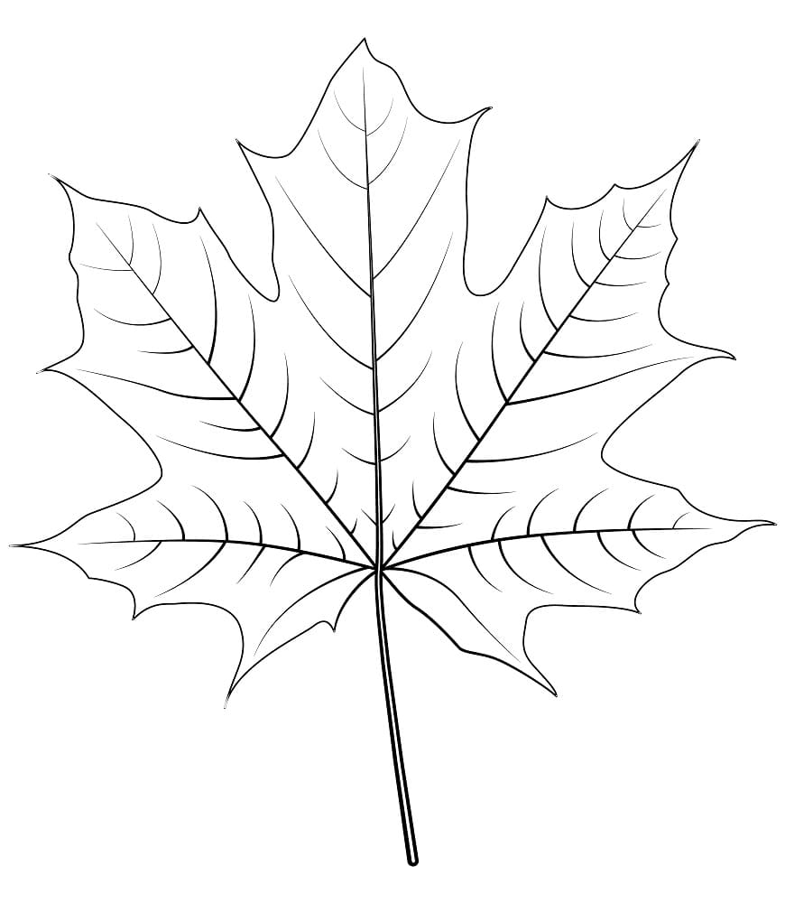 Maple leaf for kids coloring page