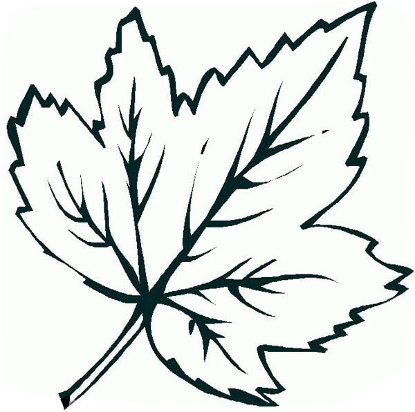 Leaf coloring pages free pdf download