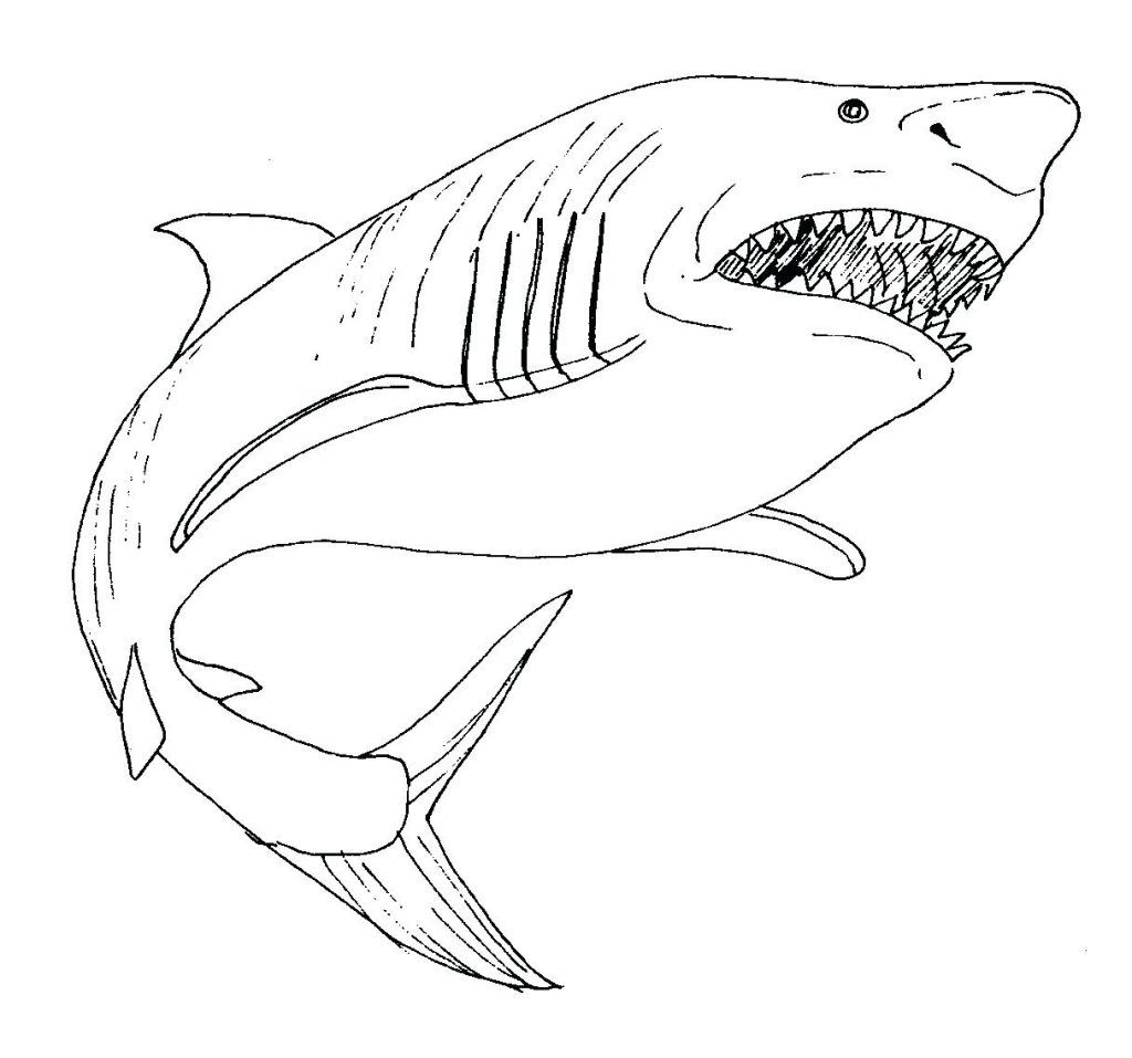 Shark coloring pages pdf printable