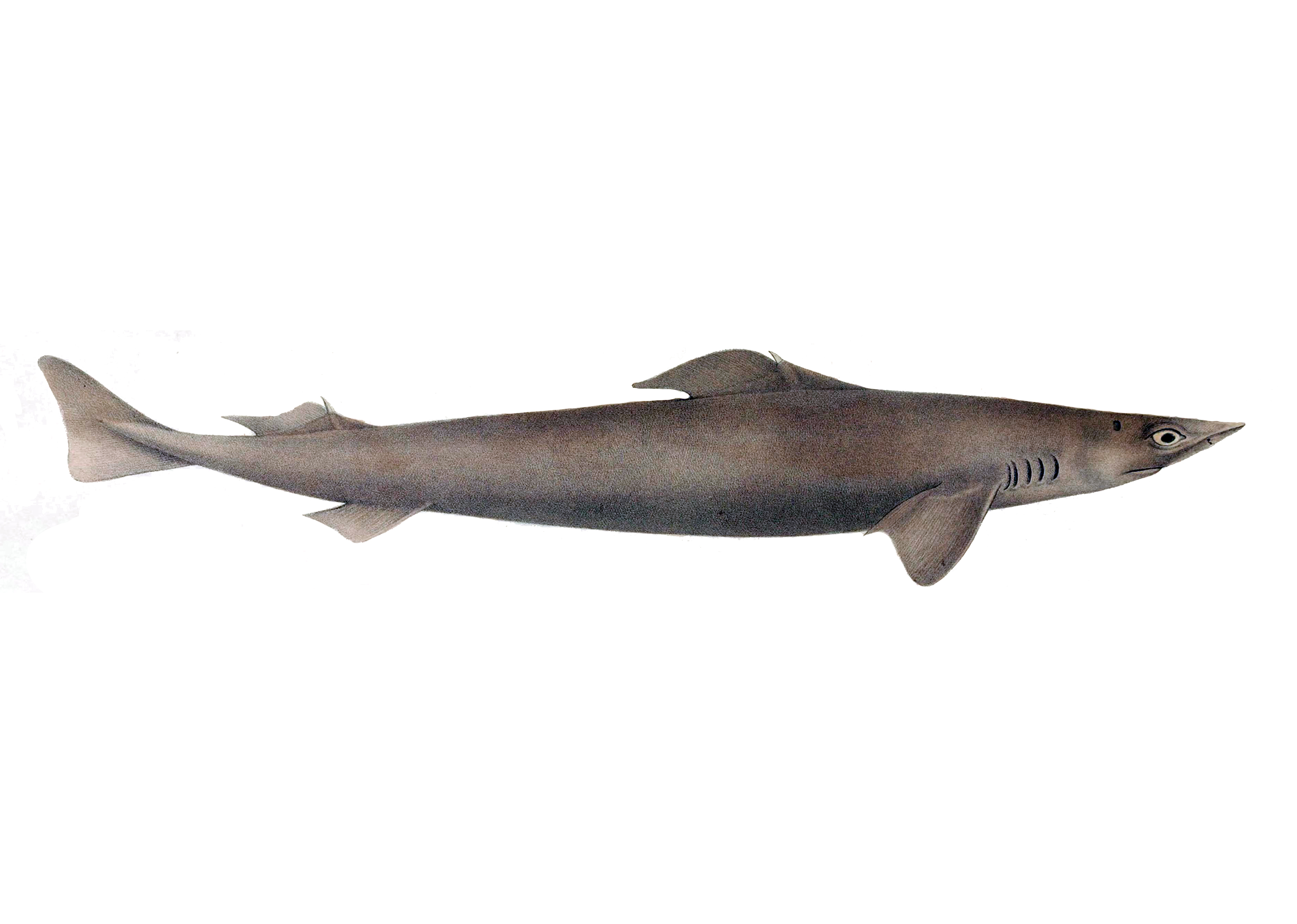 Leafscale gulper shark centrophorus squamosus shark database