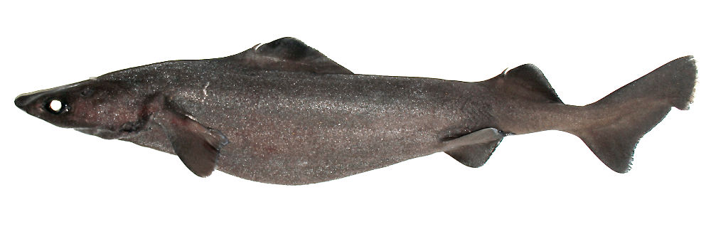Centrophorus squamosus shark