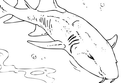 Thresher shark