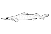 Centrophorus squamosus leafscale gulper shark coloring page free printable coloring pages