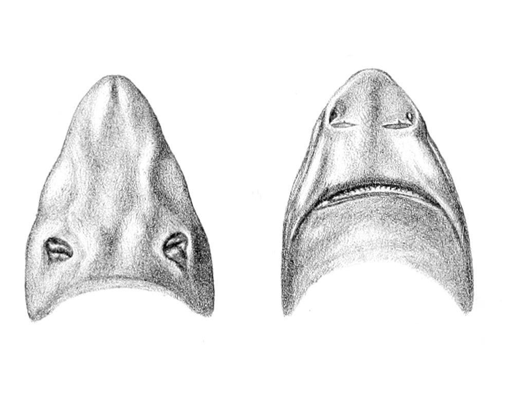 Leafscale gulper shark centrophorus squamosus shark database