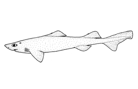 Centroscymnus plunketi plunket shark coloring page free printable coloring pages