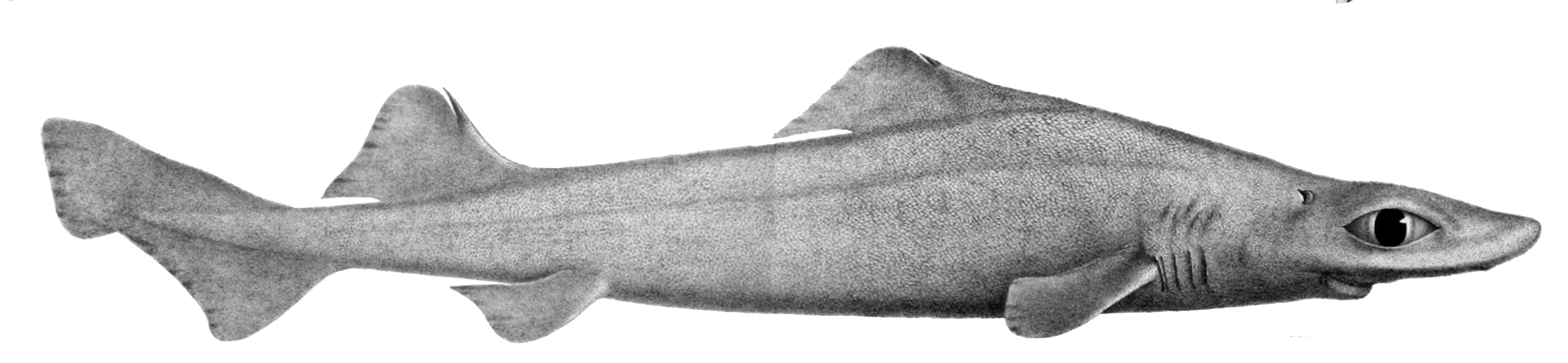 Leafscale gulper shark most up