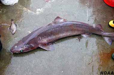 Centrophorus granulosus â discover fishes