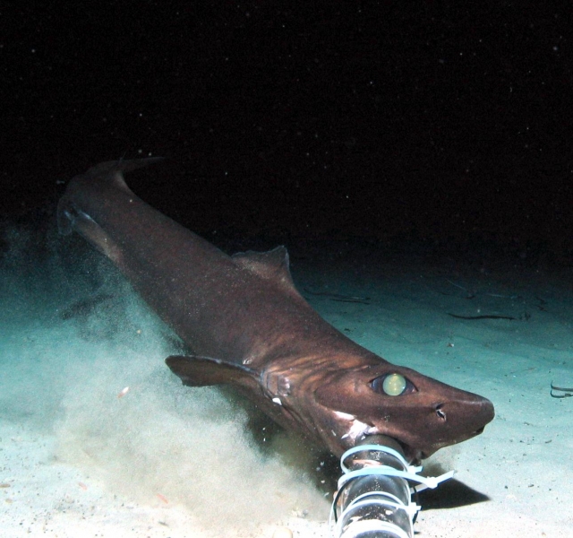 Gulper shark â ocean treasures memorial library