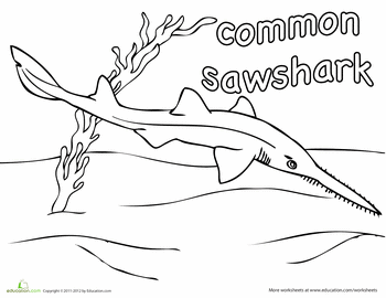 Mon sawshark coloring page education shark coloring pages shark week coloring pages for boys