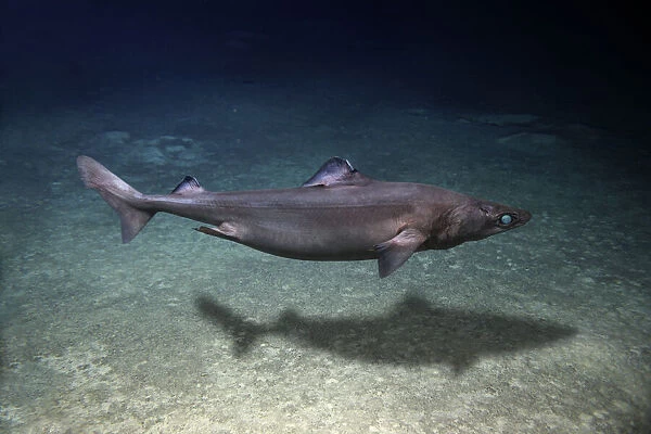 Gulper g fishes animals collection for sale as framed prints photos wall art and photo gifts
