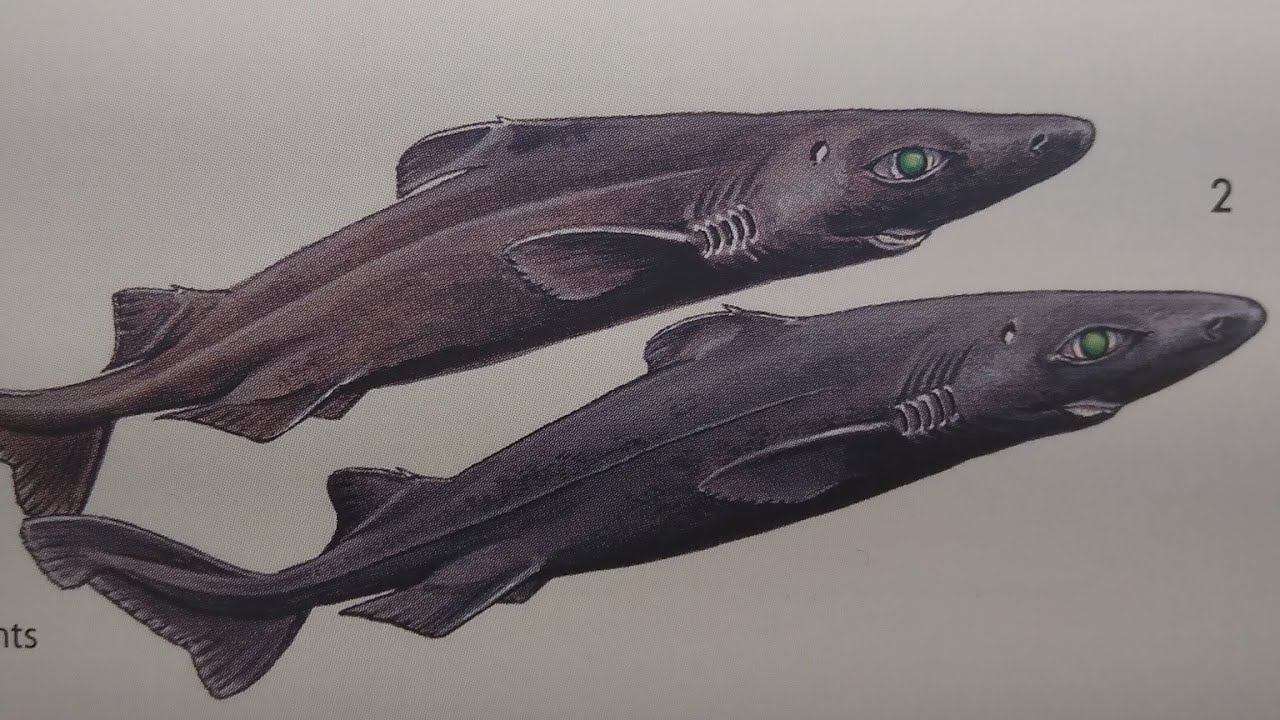 How to draw a roughskin dogfish