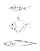 Centrophorus squamosus leafscale gulper shark coloring page free printable coloring pages
