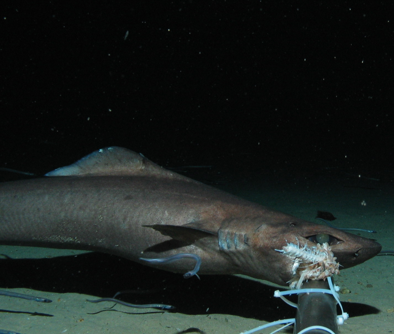 Shark fact of the day â can you explain what a lateral keel and a