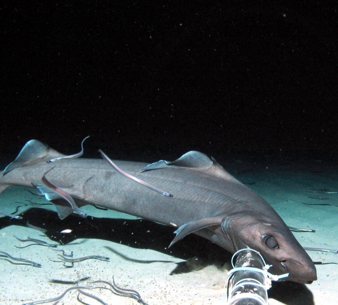 Gulper shark â ocean treasures memorial library