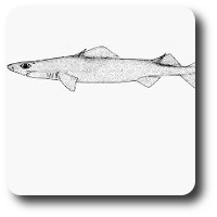 Types of sharks shark species list with images info