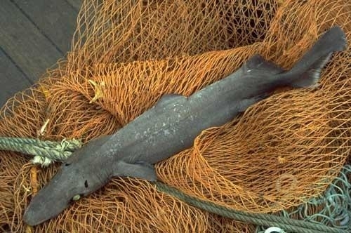 Gulper shark â ocean treasures memorial library