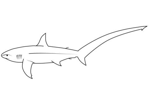 Thresher shark coloring page free printable coloring pages