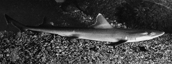 Dogfish squaliformes marine species cartilaginous fish
