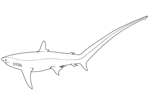Mon thresher alopias vulpinus coloring page free printable coloring pages