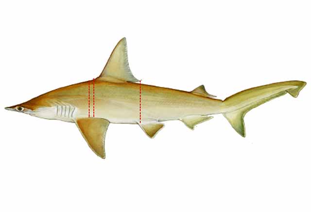 Shorefishes