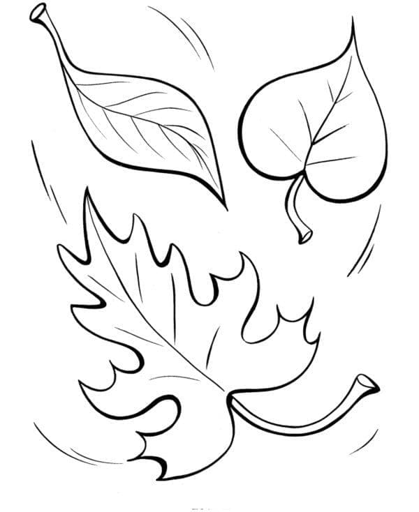 Three fall leaves coloring page