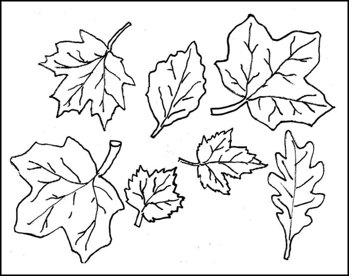 Leaf printable leaf s