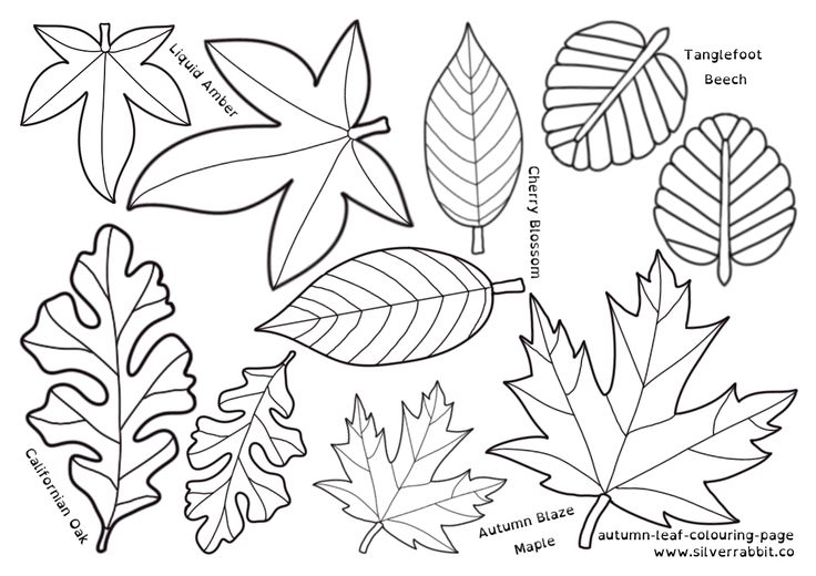 Autumn leaves in australia free colouring page free coloring pages leaf coloring page autumn leaves craft