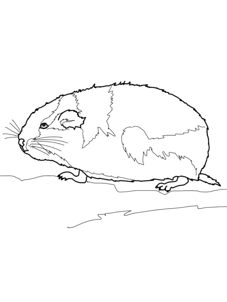 Lemming coloring pages animal coloring pages coloring pages animals images