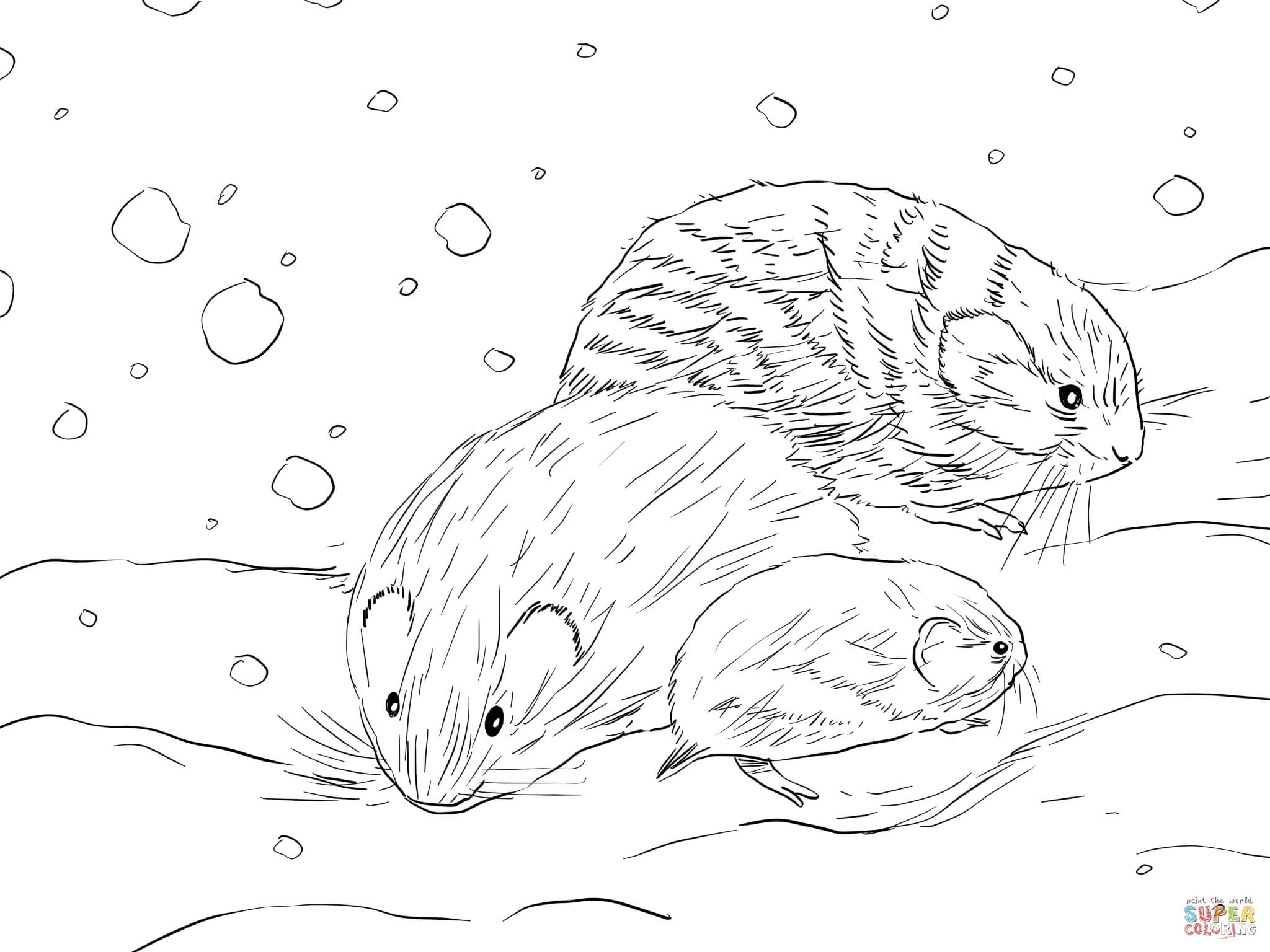 Northern collared lemming coloring page free printable coloring pages