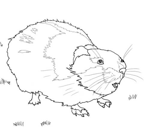 Lemming coloring page free printable coloring pages