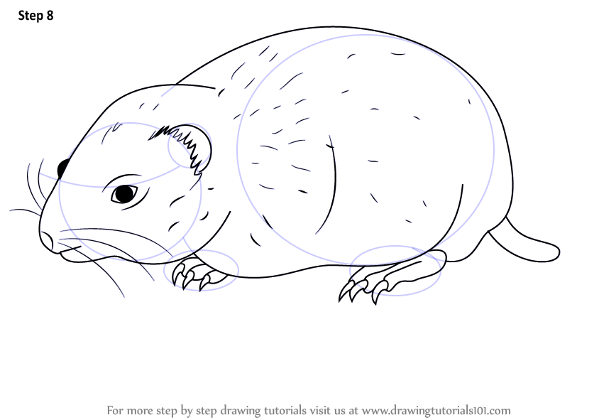 How to draw an arctic lemming other animals step by step