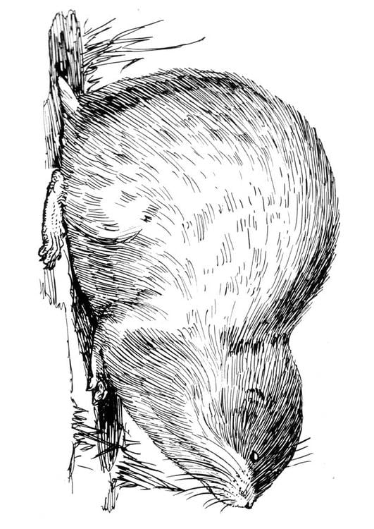 Coloring page lemming