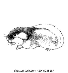 Lemming over royalty