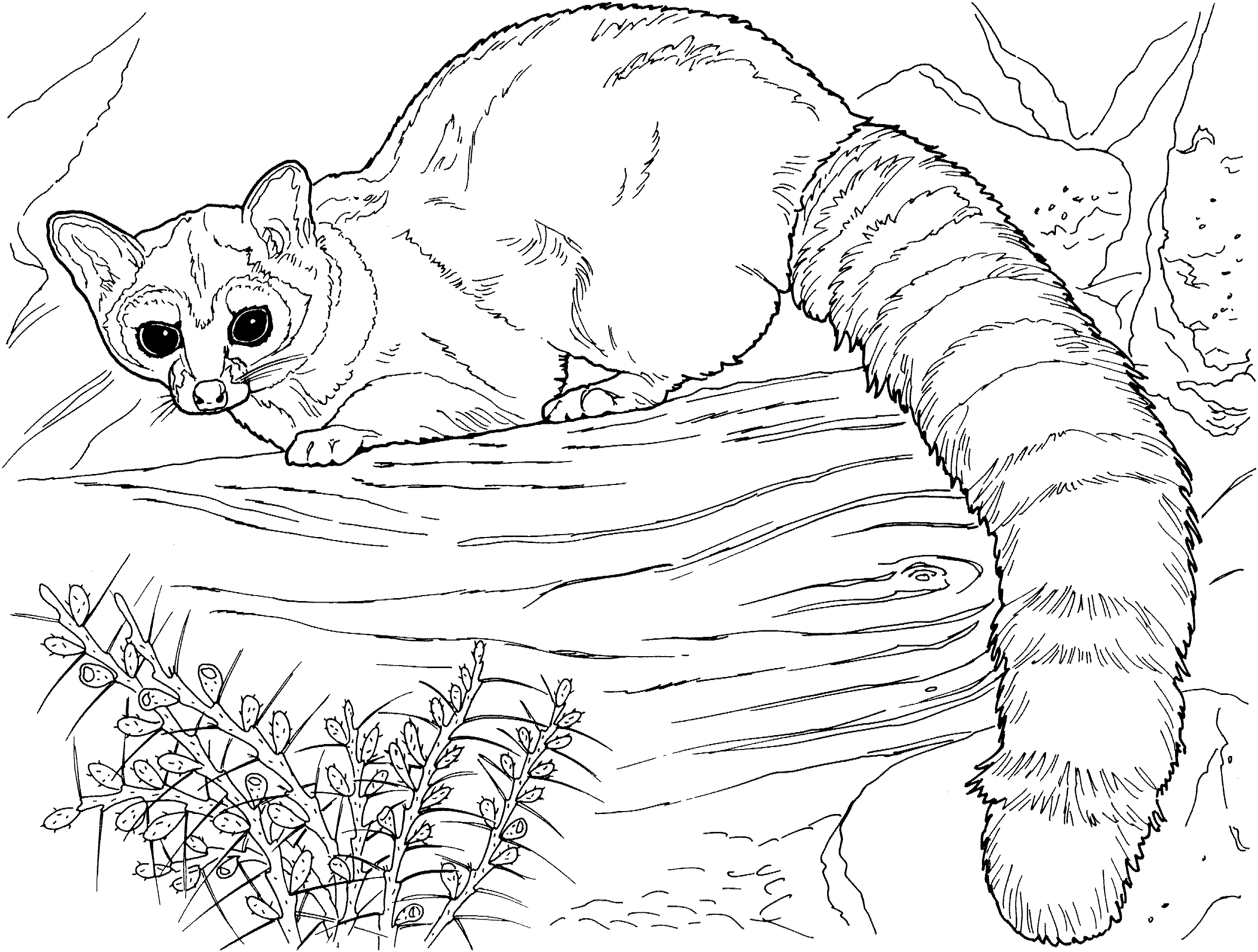 Free lemur coloring pages