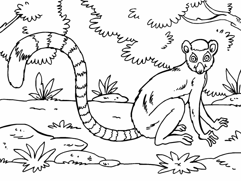 Lemur coloring page