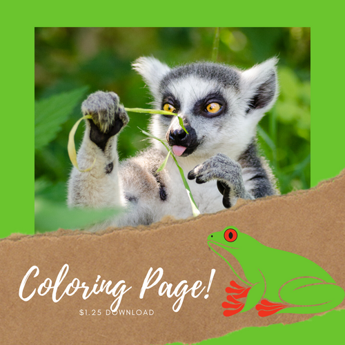 Lemur coloring page fact sheet acorns n oaks