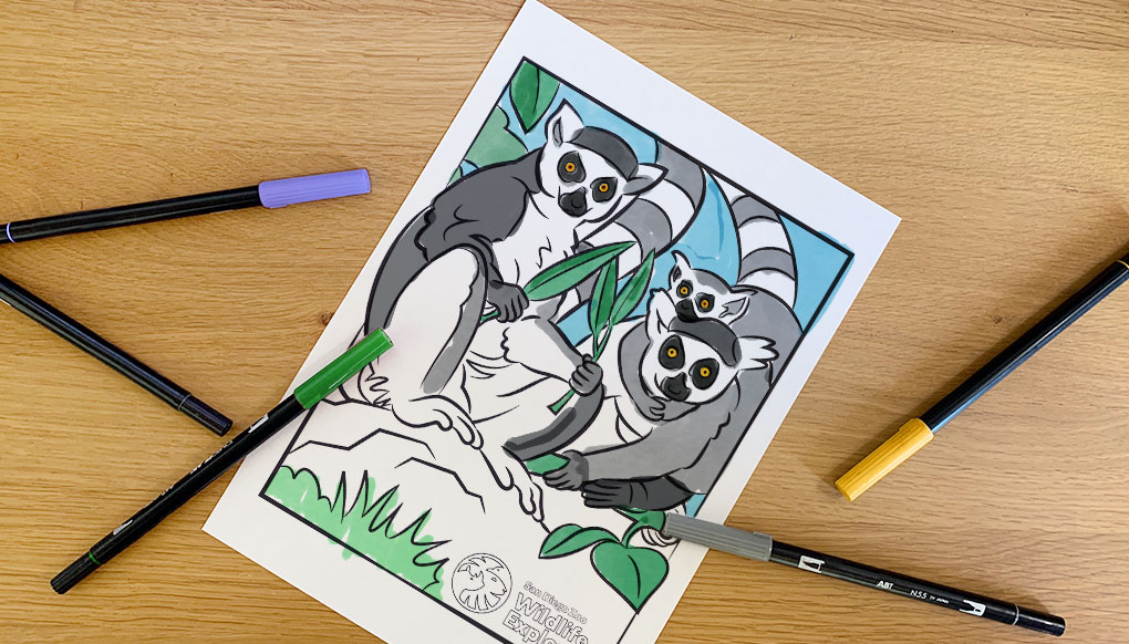 Coloring page lemurs san diego zoo wildlife explorers