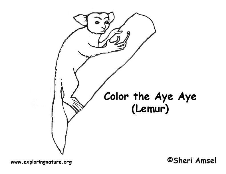 Aye aye lemur coloring page