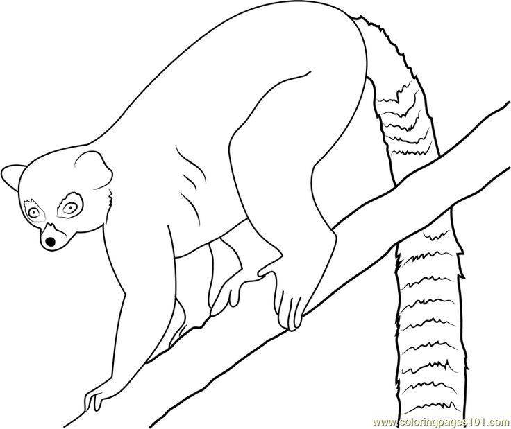 Lemur coloring page coloring pages lemur coloring pages for kids